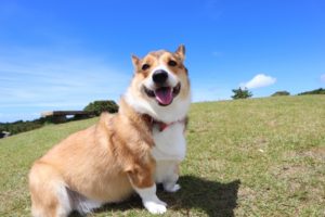 ペット火葬｜ペット火葬はペットセレモニーおおくら