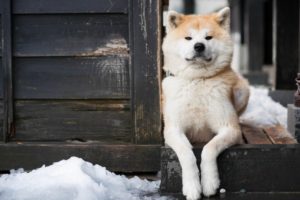 柴犬