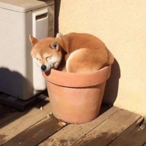 ペット火葬