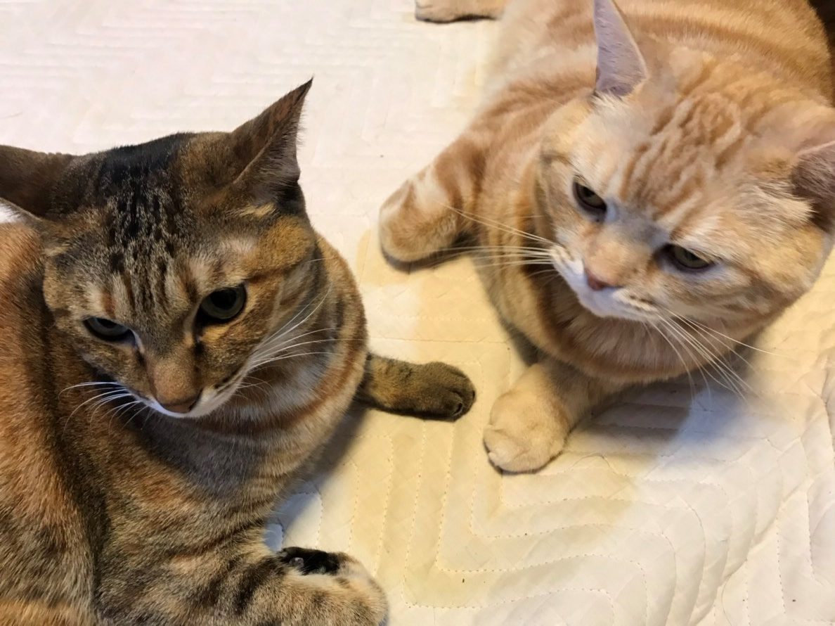 猫