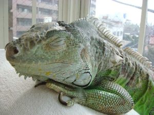 ペット火葬