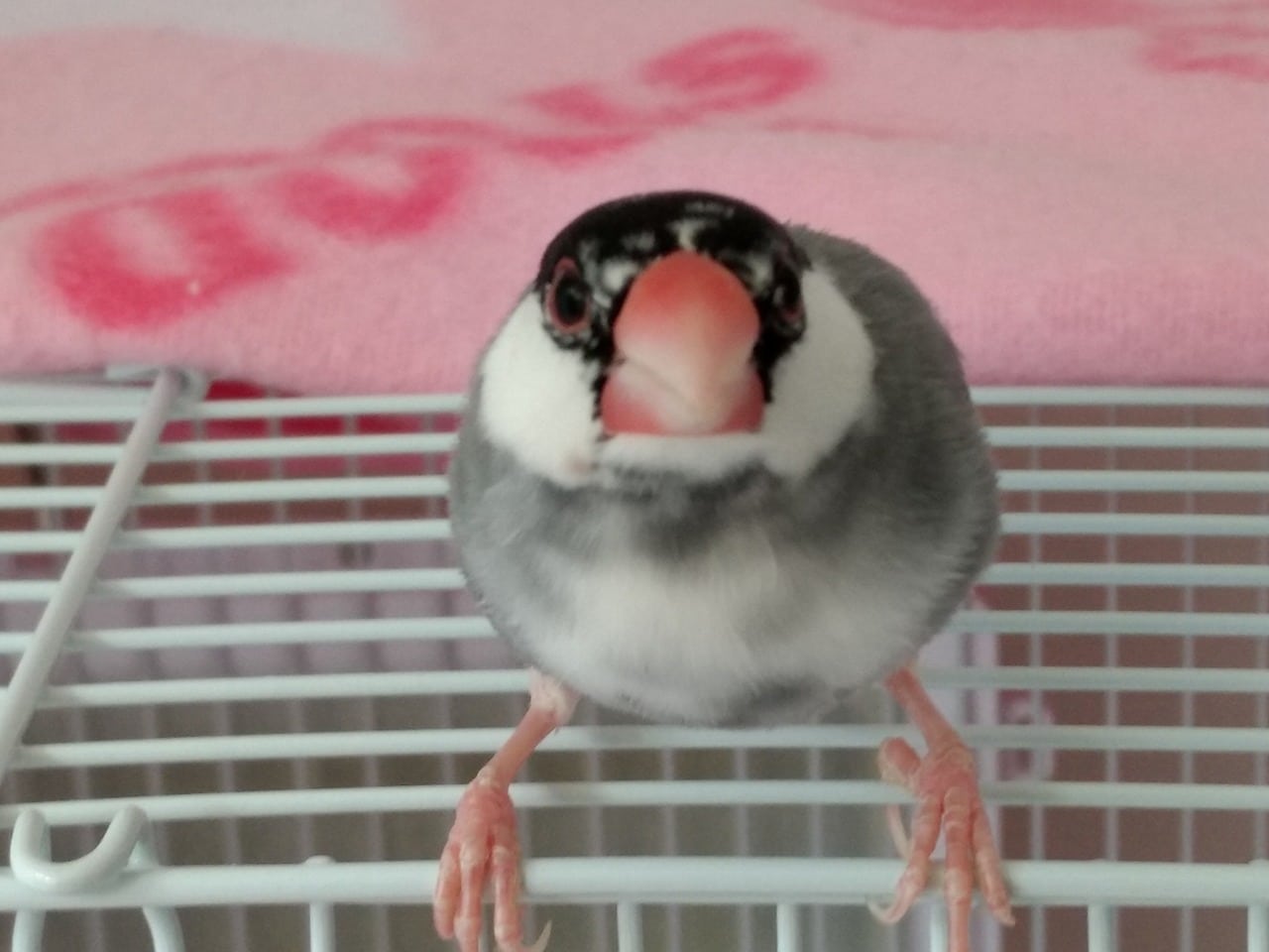 文鳥