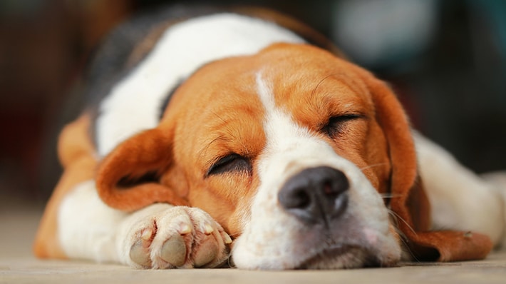 犬