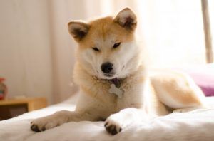 柴犬