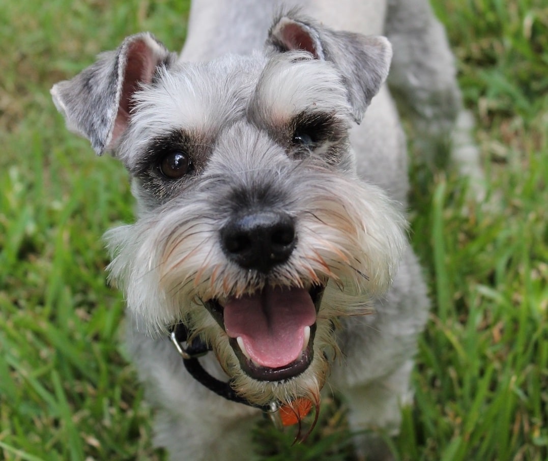 犬