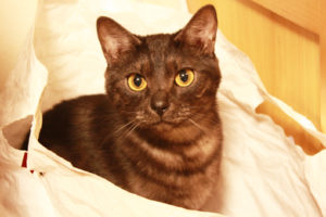 猫