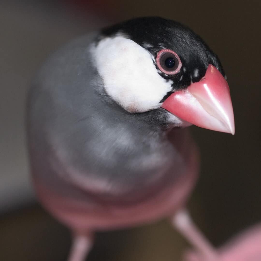 文鳥