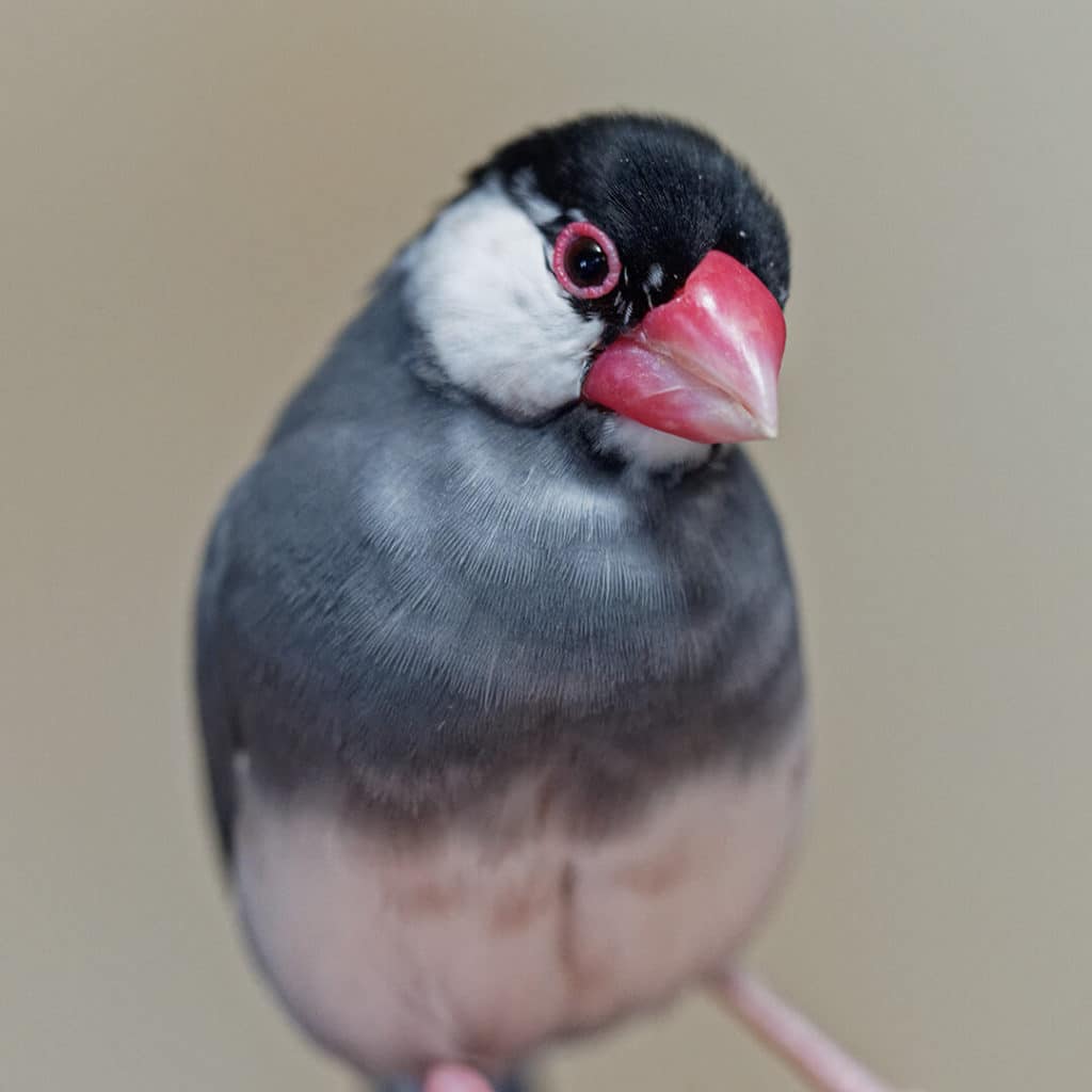 文鳥