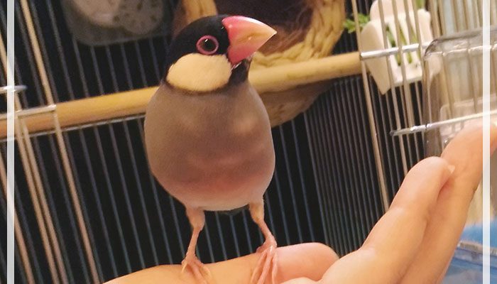 手乗り文鳥