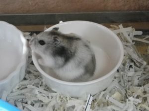 ハムスター