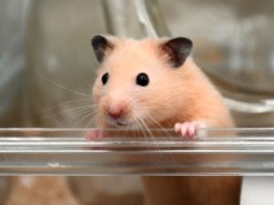 キンクマハムスター