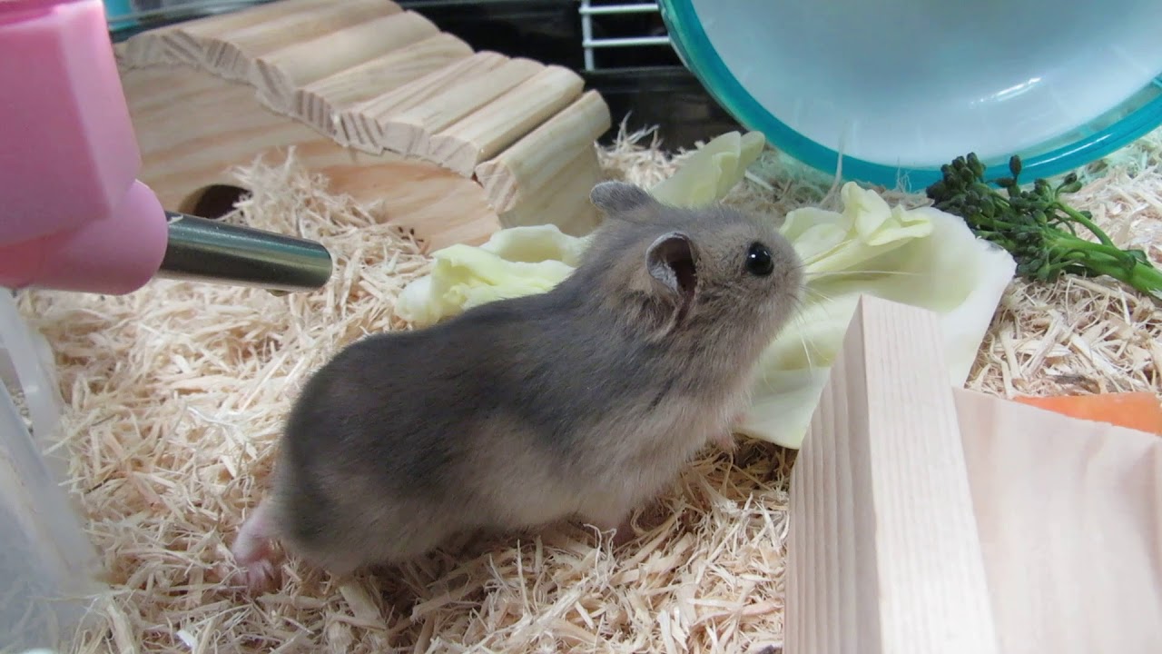 ブルーサファイア
