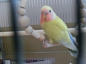 コザクラインコ
