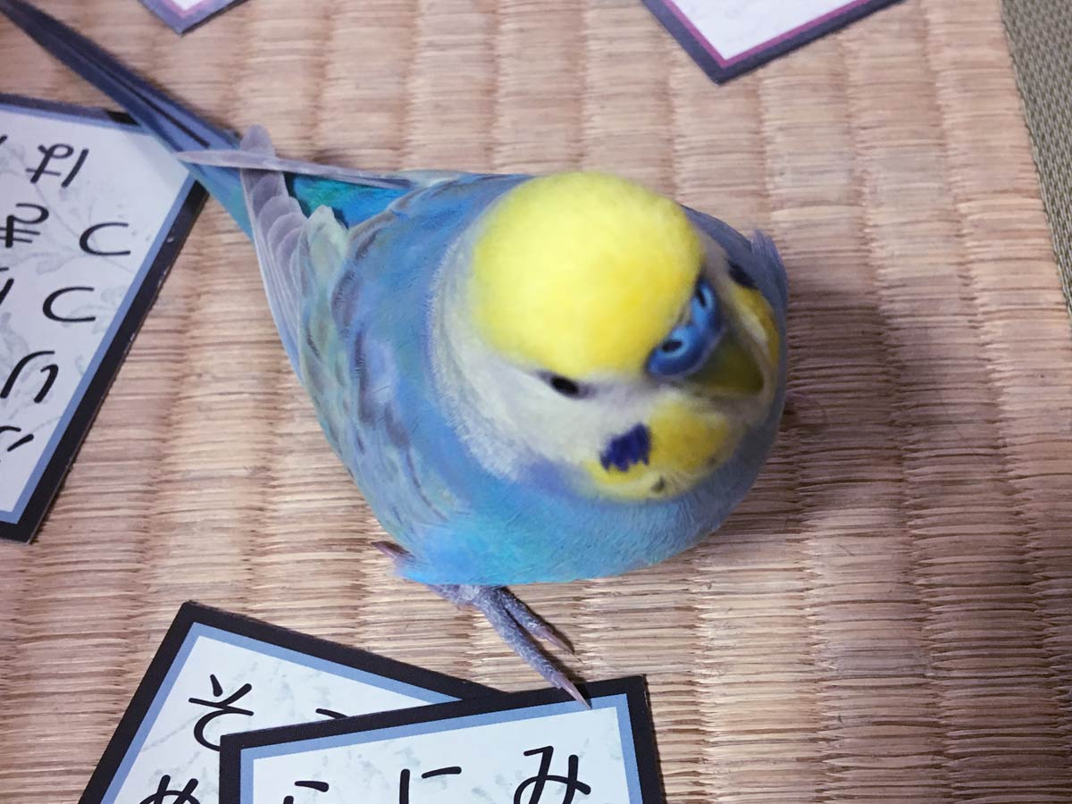 インコ