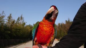 コンゴウインコ