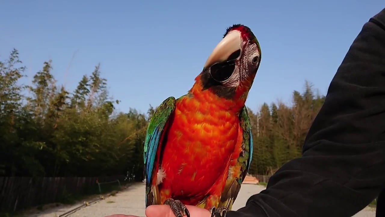 コンゴウインコ