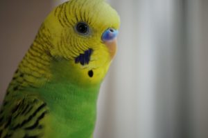 インコ