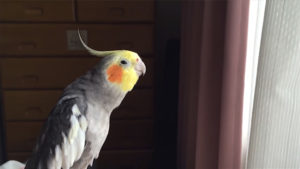オカメインコ