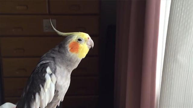 オカメインコ