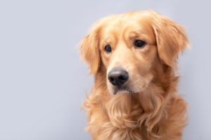 老犬