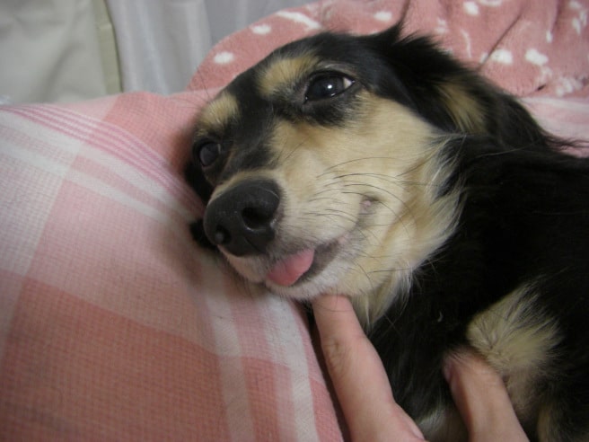 ダックス