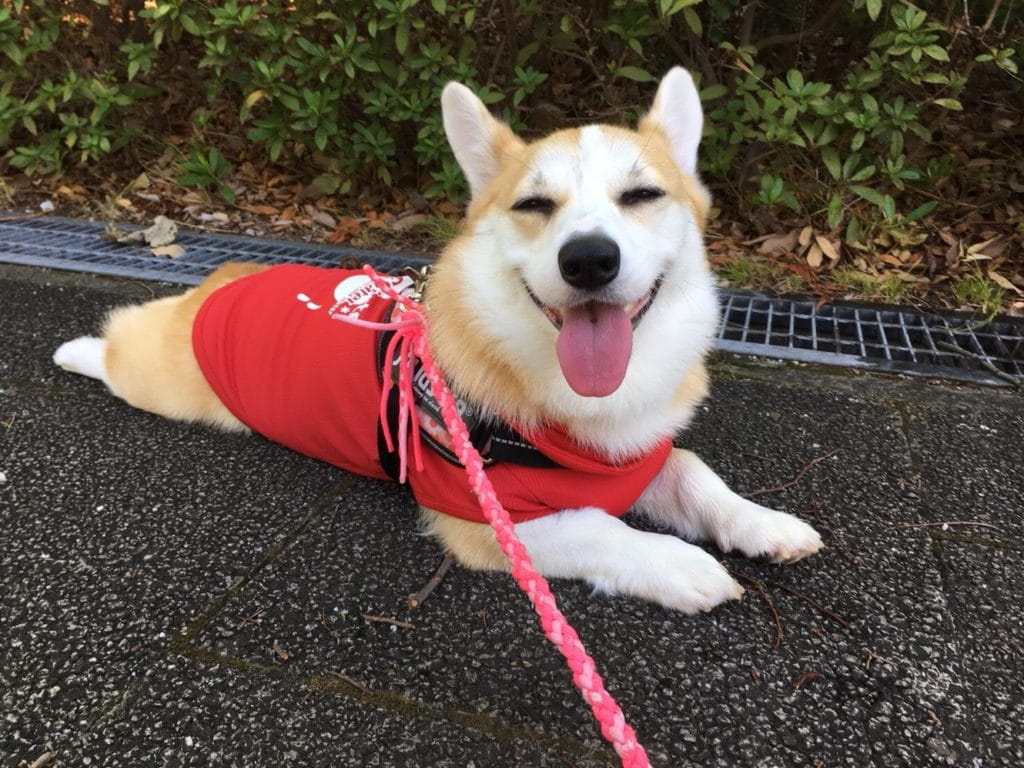 コーギー