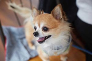 チワワ