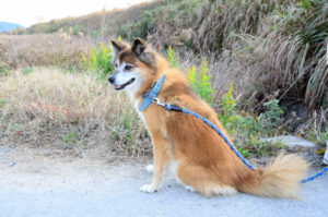 老犬