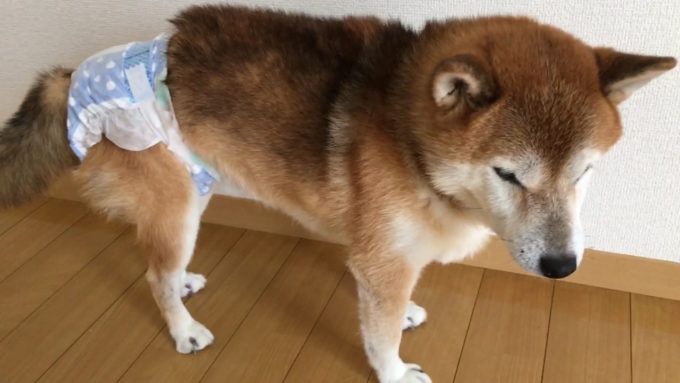 老犬