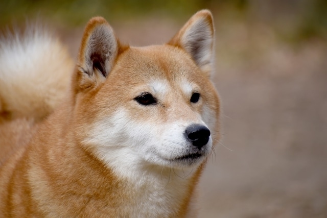 犬
