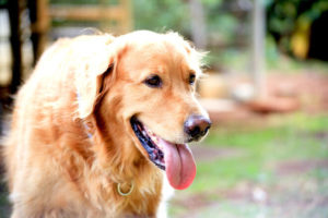 大型犬