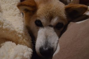 犬