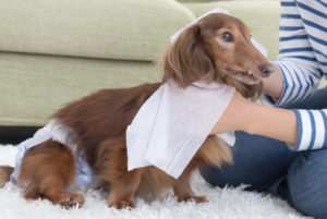老犬
