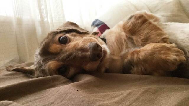 犬