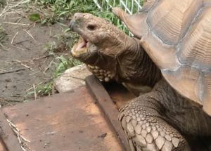 ケヅメリクガメ