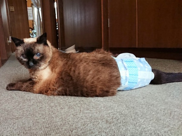 老猫