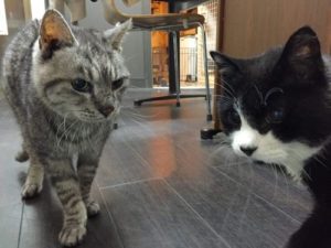 老猫