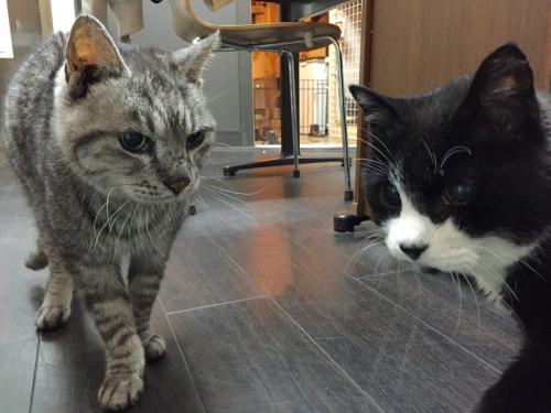 老猫