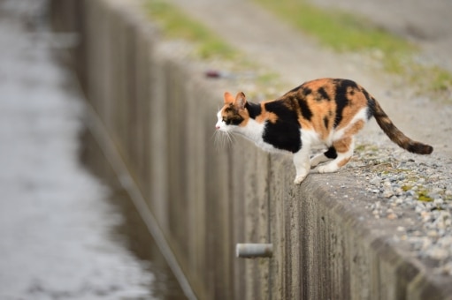 三毛猫