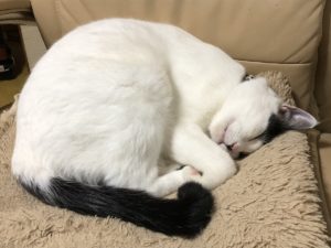 鍵尻尾猫