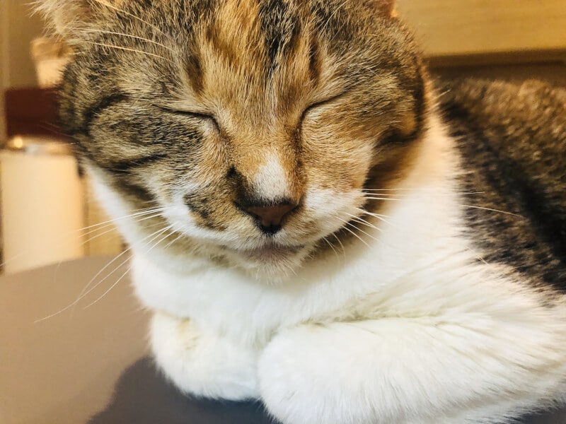 ネコ