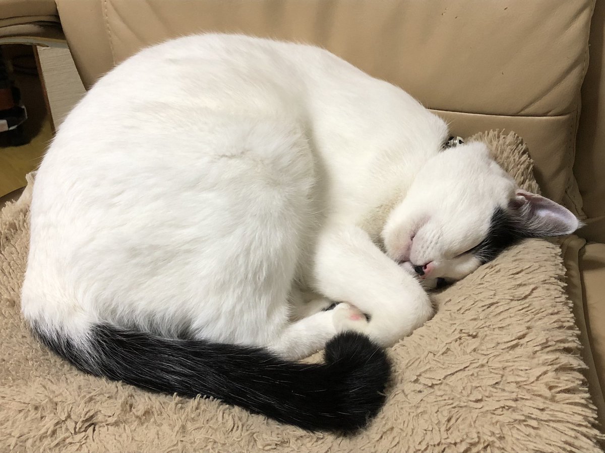 鍵尻尾猫