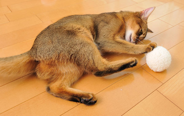 ネコ