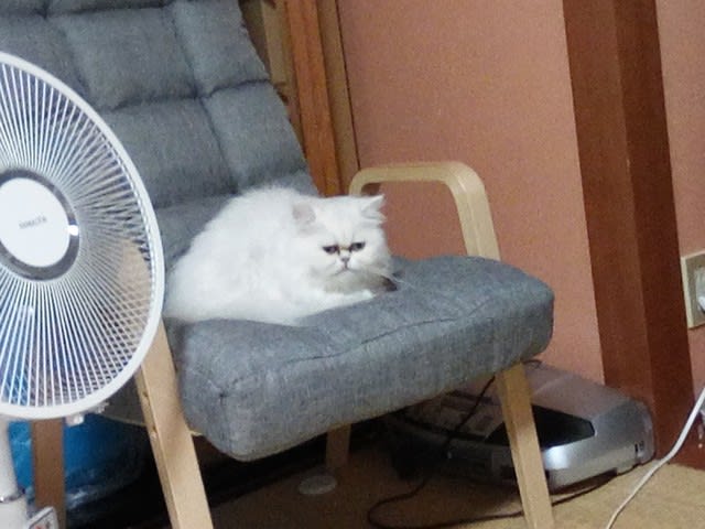 チンチラ