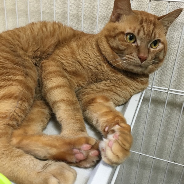 茶トラ猫