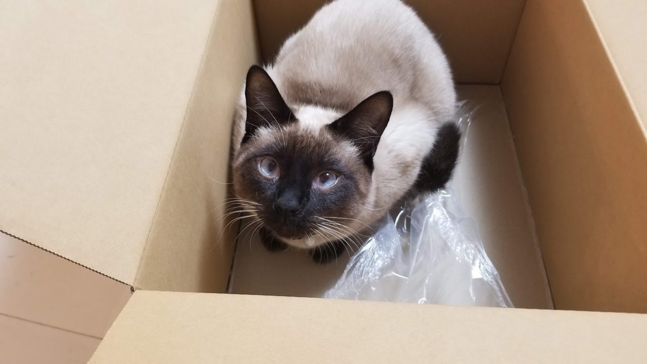 シャムネコ