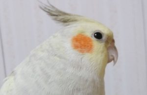 ペット火葬