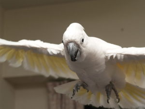 タイハクオウム