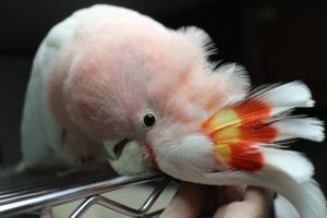 オウム