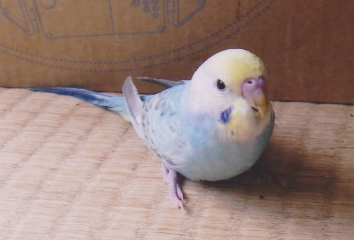 セキセイインコインコ